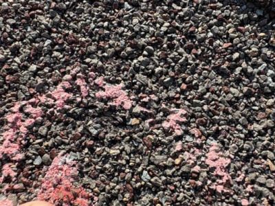 Shingle Roof Repair Services